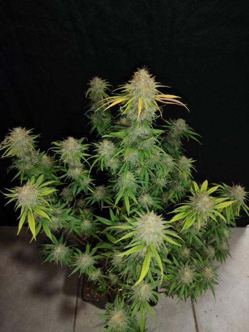 CULTIVO 2026 FEMINIZADAS. Week 11