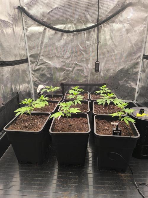 Moje první řízky. Week 3