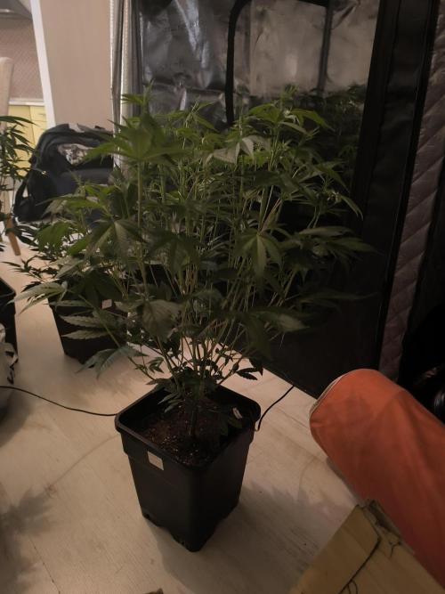 Moje první řízky. Week 3