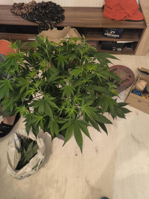 Moje první řízky. Week 3