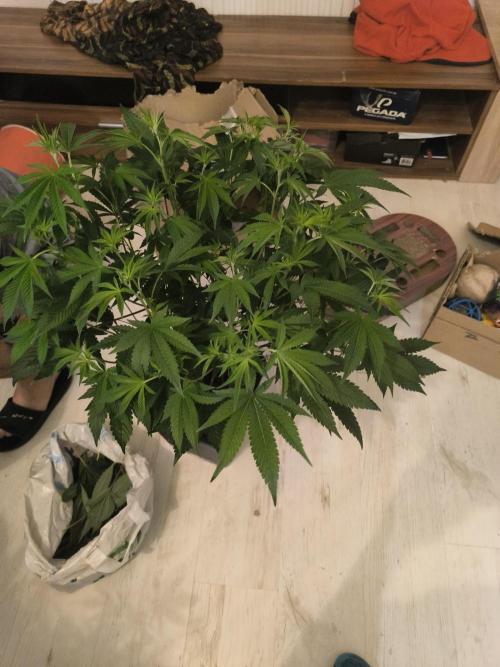 Moje první řízky. Week 3