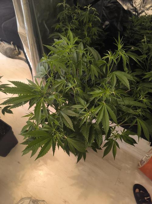 Moje první řízky. Week 3