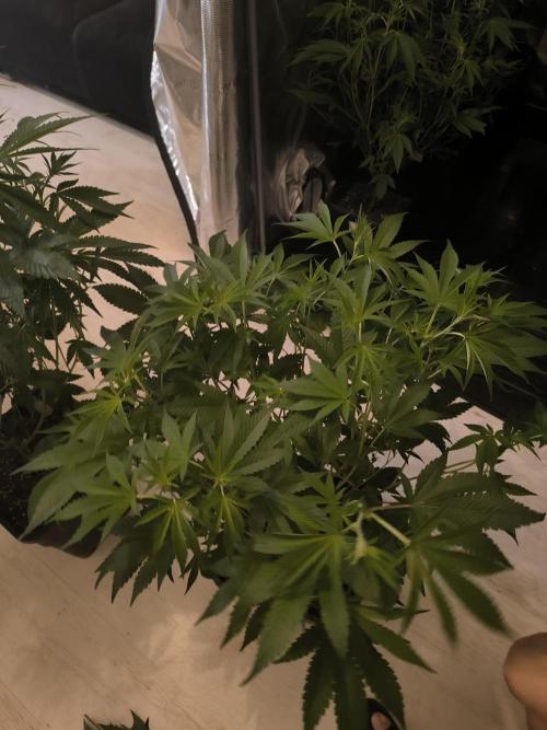 Moje první řízky. Week 3