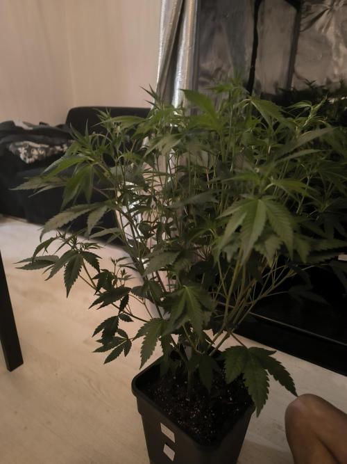 Moje první řízky. Week 3