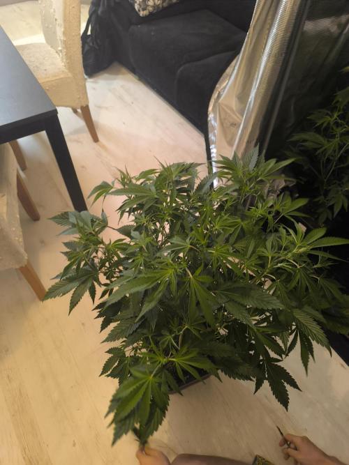 Moje první řízky. Week 3