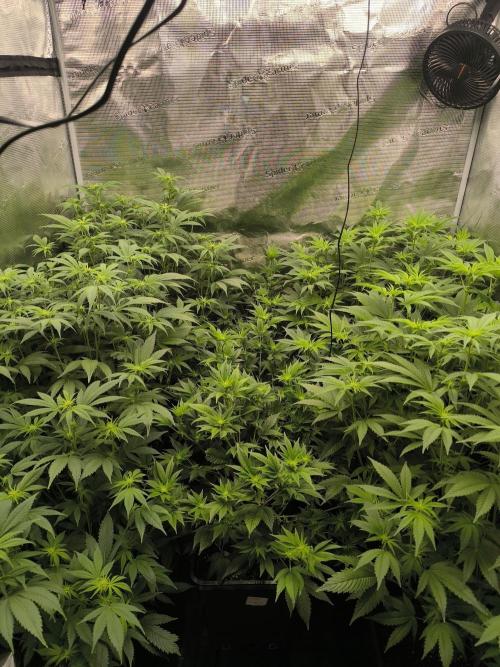 Moje první řízky. Week 2