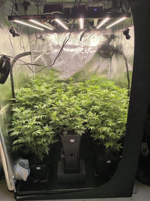 Moje první řízky. Week 2