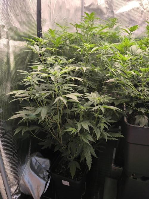 Moje první řízky. Week 2