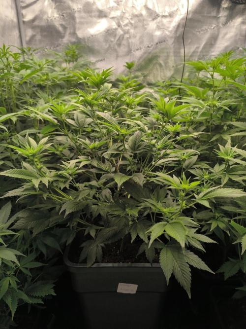 Moje první řízky. Week 2