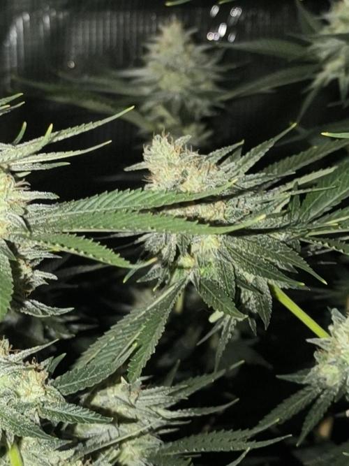 Insane OG. Week 8