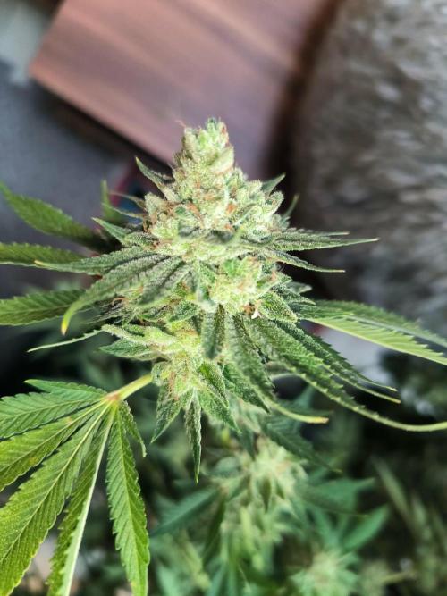Insane OG. Week 9
