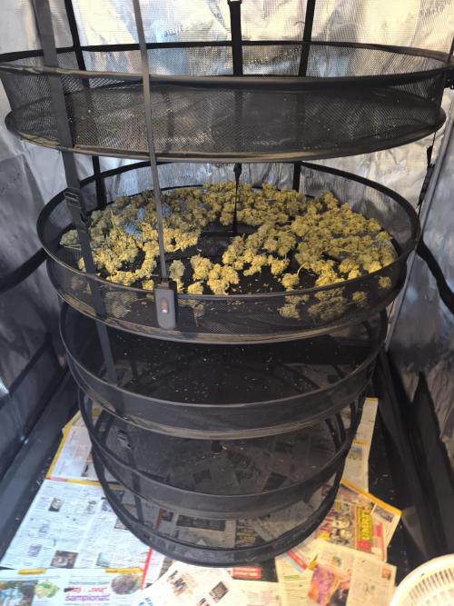 Insane OG. Week 10