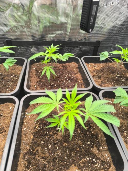 Tropic'ozz. Week 1