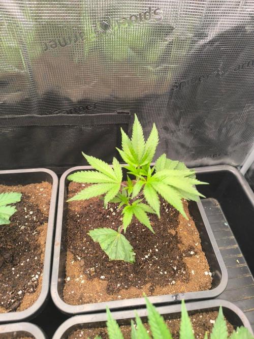 Tropic'ozz. Week 2