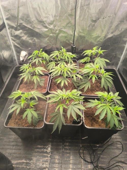 Druhé kolo klony. Week 3