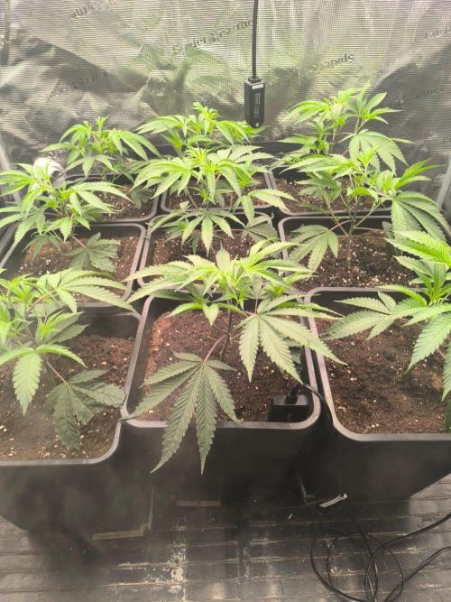 Druhé kolo klony. Week 3