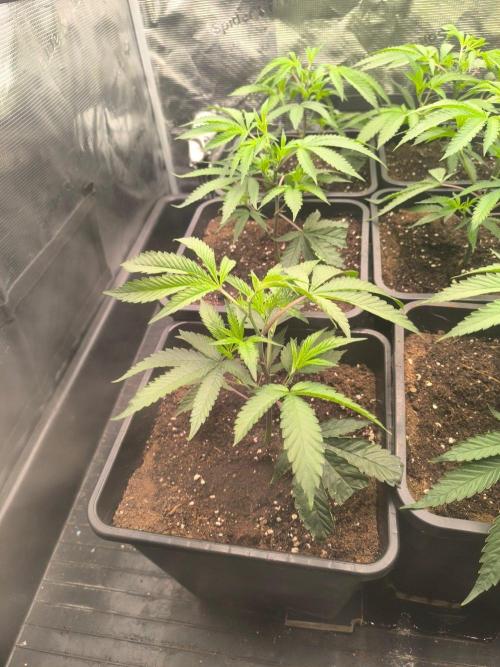 Druhé kolo klony. Week 3