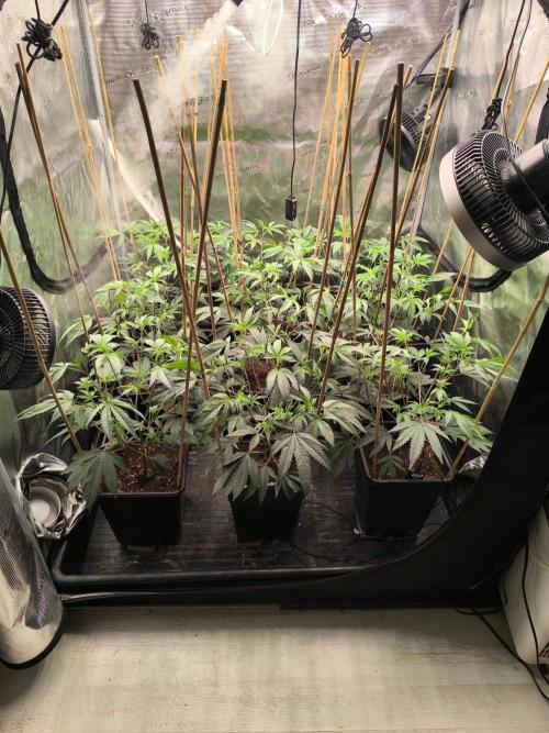 Druhé kolo klony. Week 4
