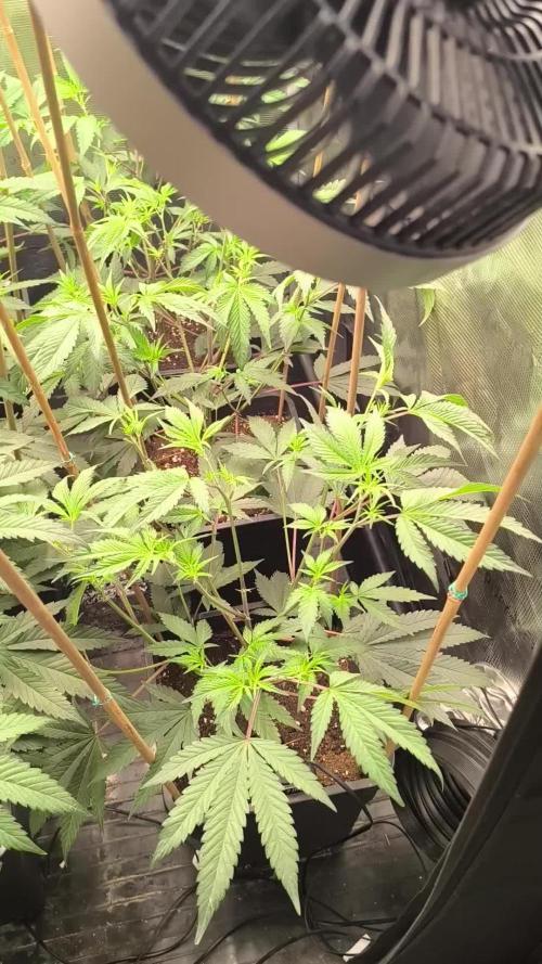 Tropic'ozz. Week 4