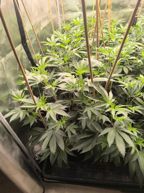 Druhé kolo klony. Week 5