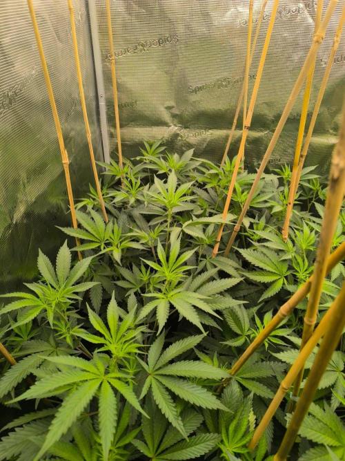 Druhé kolo klony. Week 5