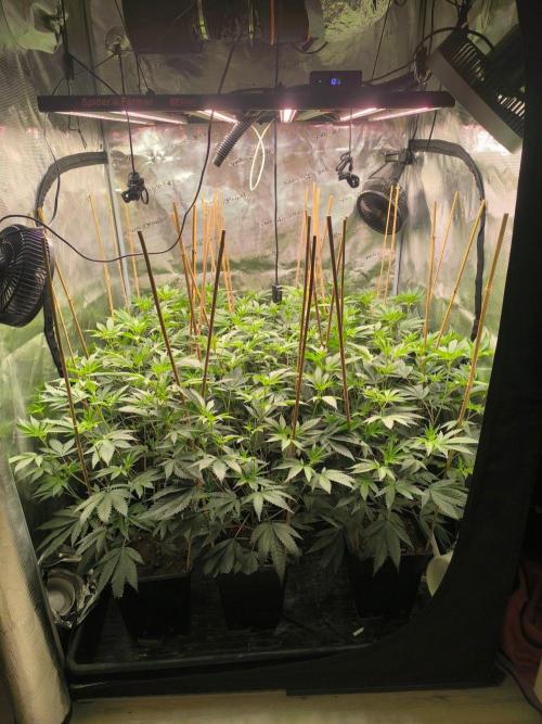 Druhé kolo klony. Week 5