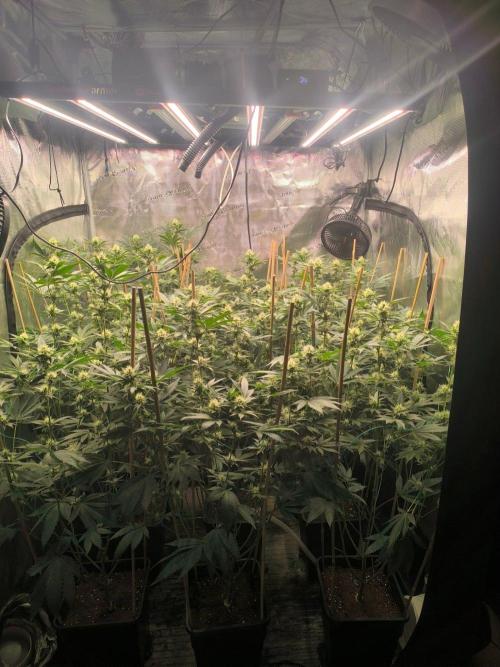 Druhé kolo klony. Week 8