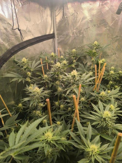 Druhé kolo klony. Week 8