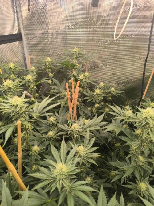 Druhé kolo klony. Week 8
