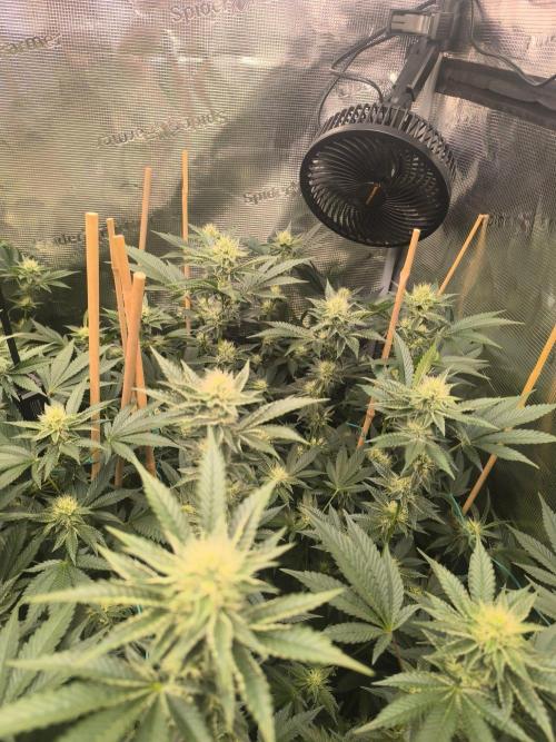 Druhé kolo klony. Week 8