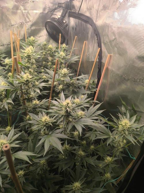 Druhé kolo klony. Week 8