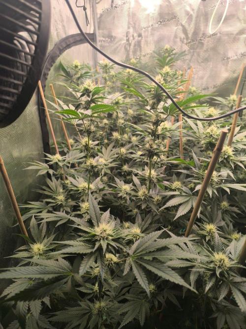 Druhé kolo klony. Week 8