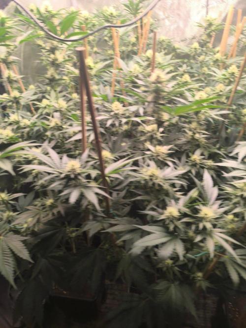 Tropic'ozz. Week 8