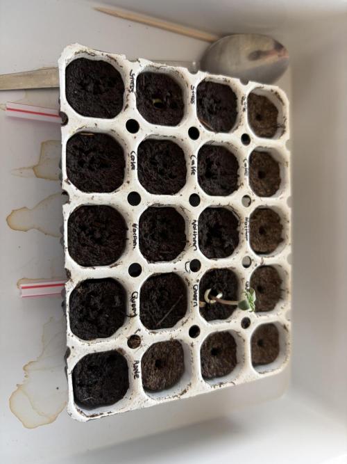 First Grow. Week 0