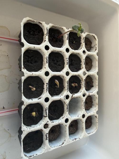 First Grow. Week 0