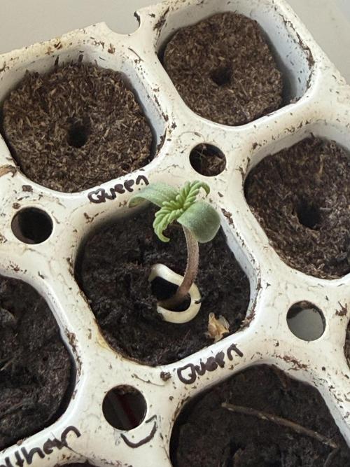First Grow. Week 0