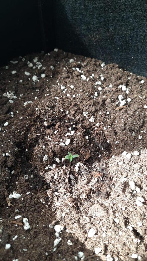 First Grow. Week 2