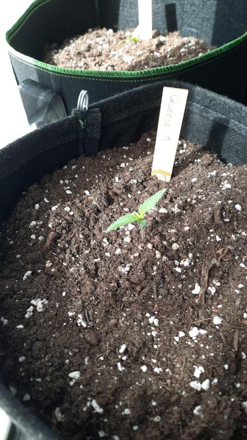 First Grow. Week 2