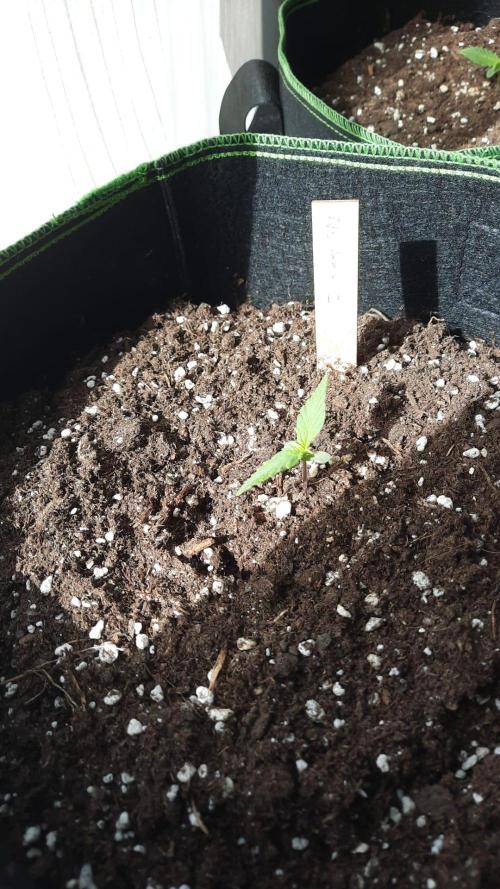 First Grow. Week 2