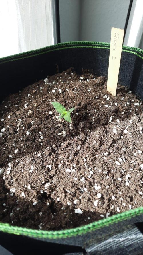 First Grow. Week 2