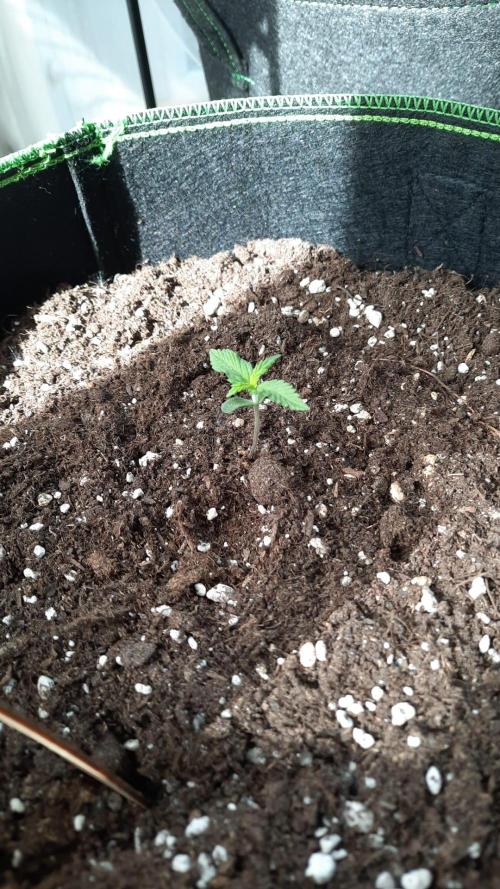 First Grow. Week 2