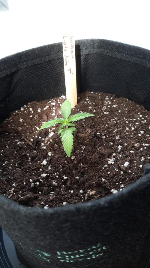 First Grow. Week 2