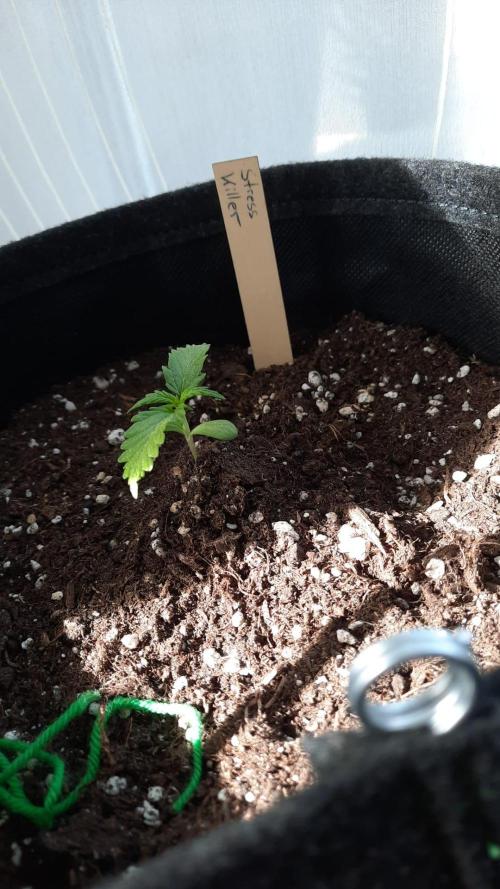 First Grow. Week 2