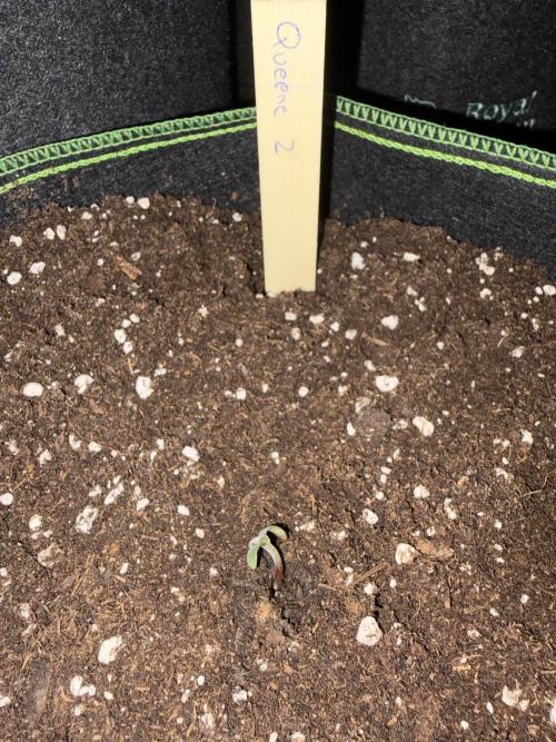 First Grow. Week 1