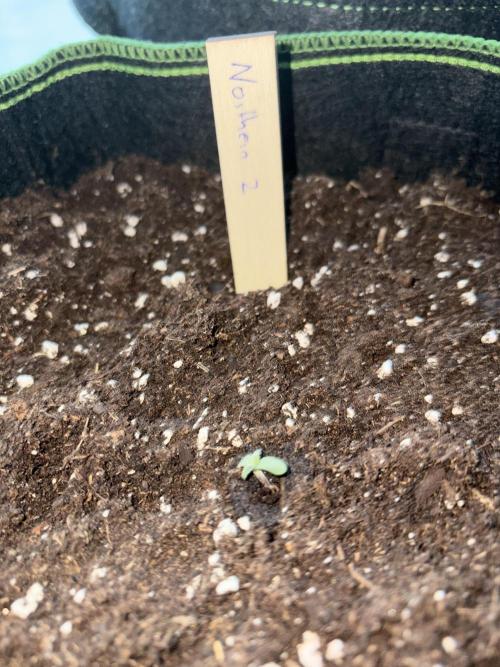 First Grow. Week 1