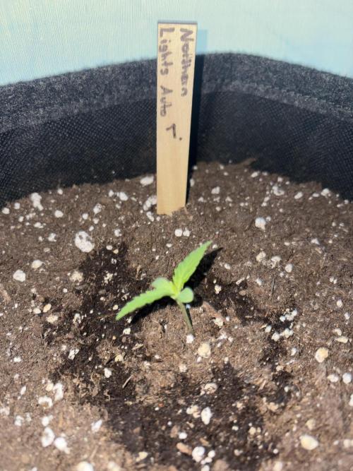 First Grow. Week 1