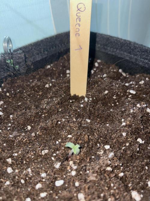 First Grow. Week 1