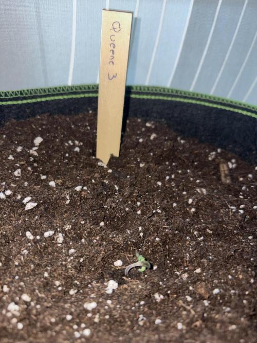 First Grow. Week 1