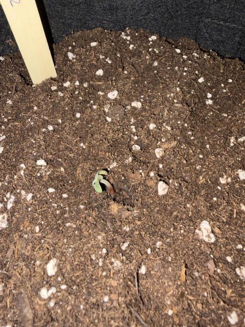 First Grow. Week 1
