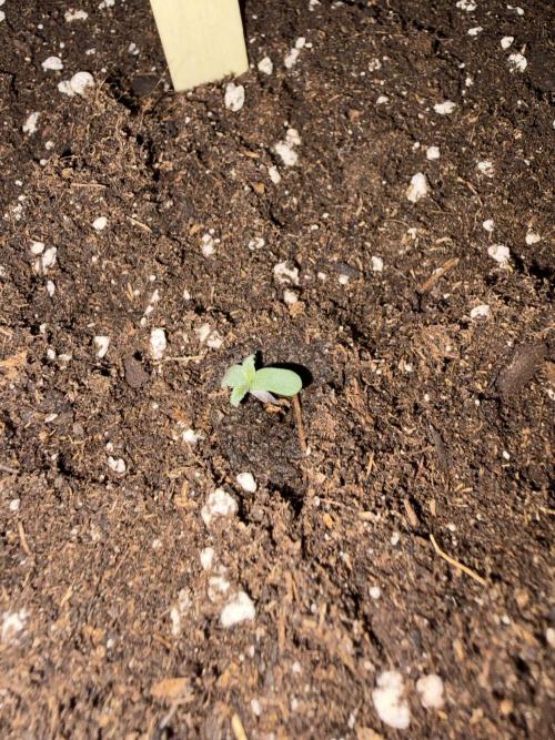 First Grow. Week 1